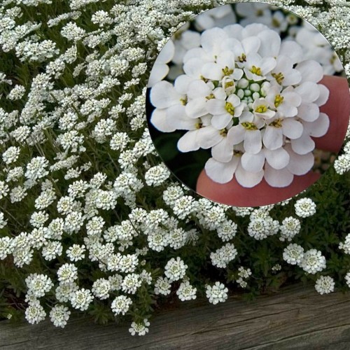Iberis sempervirens 'Tahoe' - Igihaljas ibeeris 'Tahoe'